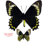 Battus madyes chlorodamas (Peru) A-